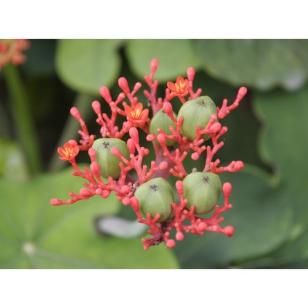 Jatropha